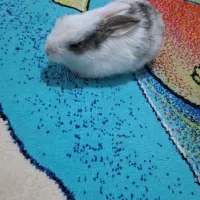 یه عددخرگوش