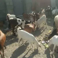 گوسفند|حیوانات مزرعه|بند زرک, |دیوار