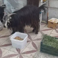 بز هیکلی