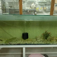 فروش اکواریم بزرگ|ماهی|لنگرود, |دیوار