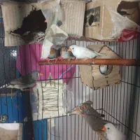 فروش 10جفت فنج اکثرا ماده چندتاشم نره همه بالغ