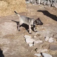 توله سگ نر|سگ|سراب, |دیوار