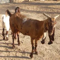 بزز|حیوانات مزرعه|کرخه, |دیوار