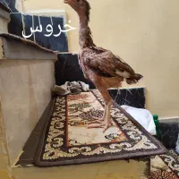 جوجه لاری اوشامو و افغان  مرغ لاری خروس لاری|حیوانات مزرعه|کرمانشاه, |دیوار