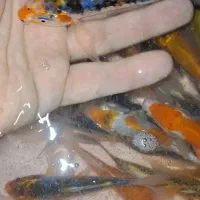 کوی پوست چرم باله بلند|ماهی|چهارباغ, |دیوار