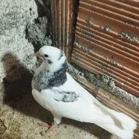 جوجه طوقی پرشی|پرنده|گرگان, |دیوار