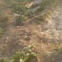 چغندر دامی در جاده اندرخ