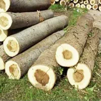 (برش وخریدانواع چوب با نازل ترین قیمت)