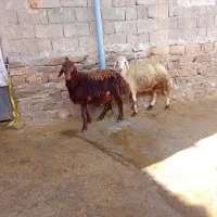 بره قوچ|حیوانات مزرعه|شیروان (لرستان), |دیوار