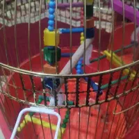 قفس با خرگوش