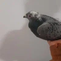 کفتر|پرنده|مشهد, تلگرد|دیوار