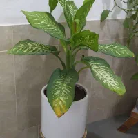 فروش گل طبیعی