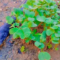 زمین کشاورزی اجاره ای