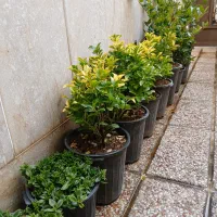 گلهای شمشاد و یاس هلندی