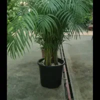 نخل اریکا ۲۵٪تخفیف زیر فی ۵تا بخرید ۶تا ببرید