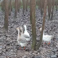 غاز|حیوانات مزرعه|رشت, شهریاران|دیوار