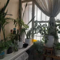 گل های زیبای اپارتمانی