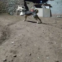 پژدر توله غریب اورمیه