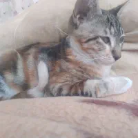 ۲ گربه ماده|گربه|بابل, |دیوار