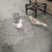 کبوتر