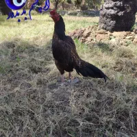 دوتا خروس خوب