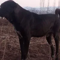 سگ گله به دلیل نبود جا میخام بدم بره