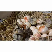 جوجه بوقلمون محلی سه روزه