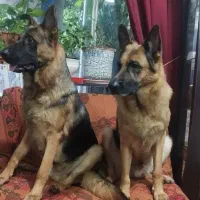 دوتا ژرمن شپرد نر