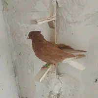 زرد دم سفید نر کاکلی|پرنده|تربتحیدریه, بالا ولایت|دیوار