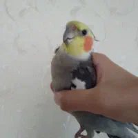 عروس هلندی نر