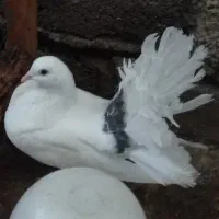 کبوتر دم چتری نر فقط