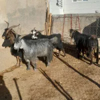 سابرون یخته|حیوانات مزرعه|کوهدشت, |دیوار