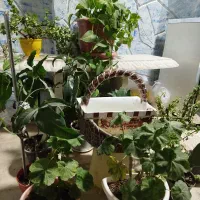 انواع گل های آپارتمانی