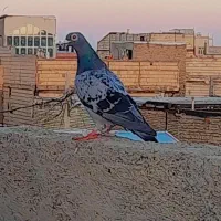کبوترکفتر