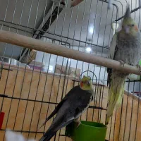 جفت نروماده کاملا سالم اوازخون