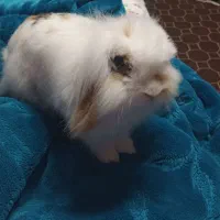 واگذاری خرگوش