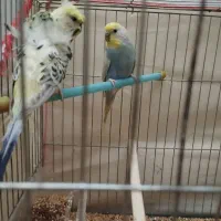 مرغ عشق رینو