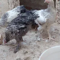 خروس برهما وجوجه