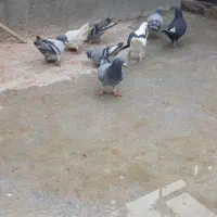 کفتر یاکبوتر|پرنده|مشهد, شهید احمدی روشن|دیوار