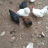 یک عددکالسکه|اسباب و اثاث بچه|ورامین, خیر آباد|دیوار