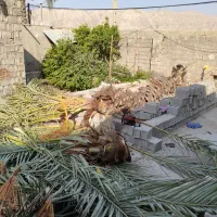 قطع برش نخل و درخت و دیمیت|خدمات باغبانی و درختکاری|بندر گناوه, |دیوار
