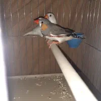 جفت.فنچ.زبرا.کینگ.