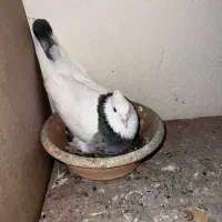 طوقی فولادی نرو ماده با جوجه