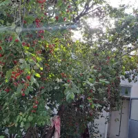 ۱۵۰ متر ویلایی حیاط دار|اجارهٔ خانه و ویلا|خلخال, |دیوار