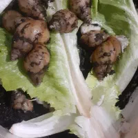 حلزون آلبینو|خزنده|قم, شاه ابراهیم|دیوار