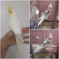 عروس هلندی نر