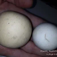 سنگهای قیمتی و با ارزش ،،