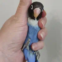 سه طوطی و جوجه طوطی برزیلی