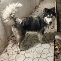 واگذاری سگ هاسکی|سگ|رودهن, |دیوار