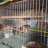 هفت تا سهره و دو تا سهره خاکی|پرنده|مشگین شهر, |دیوار